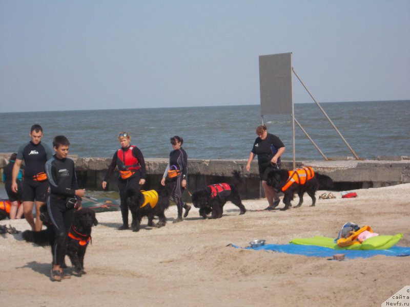 Фото: ньюфаундленд Dolce Vita Laskovyi Gigant, Татьяна Кирдяшева