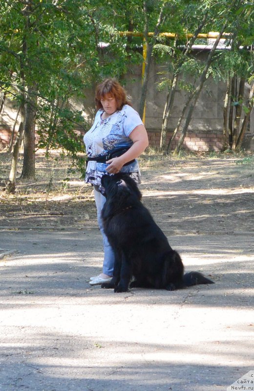 Фото: ньюфаундленд Dolce Vita Laskovyi Gigant, Татьяна Кирдяшева