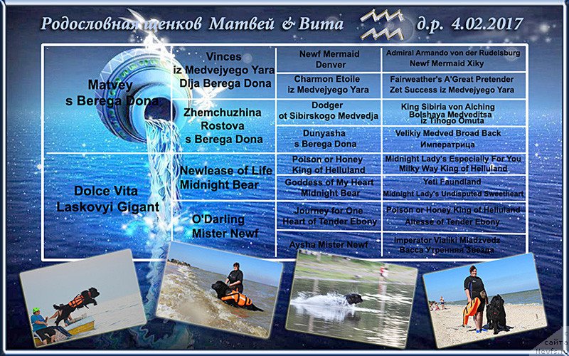 Фото: ньюфаундленд Матвей с Берега Дона (Matvey s Berega Dona)