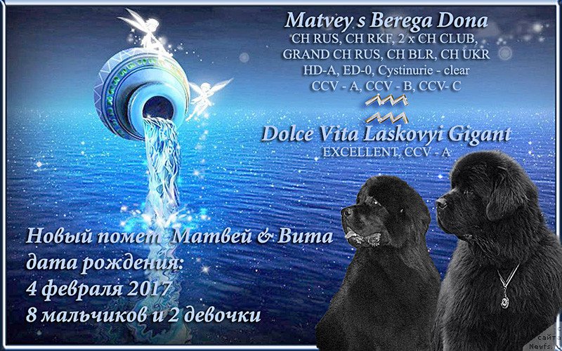 Фото: ньюфаундленд Матвей с Берега Дона (Matvey s Berega Dona), ньюфаундленд Dolce Vita Laskovyi Gigant