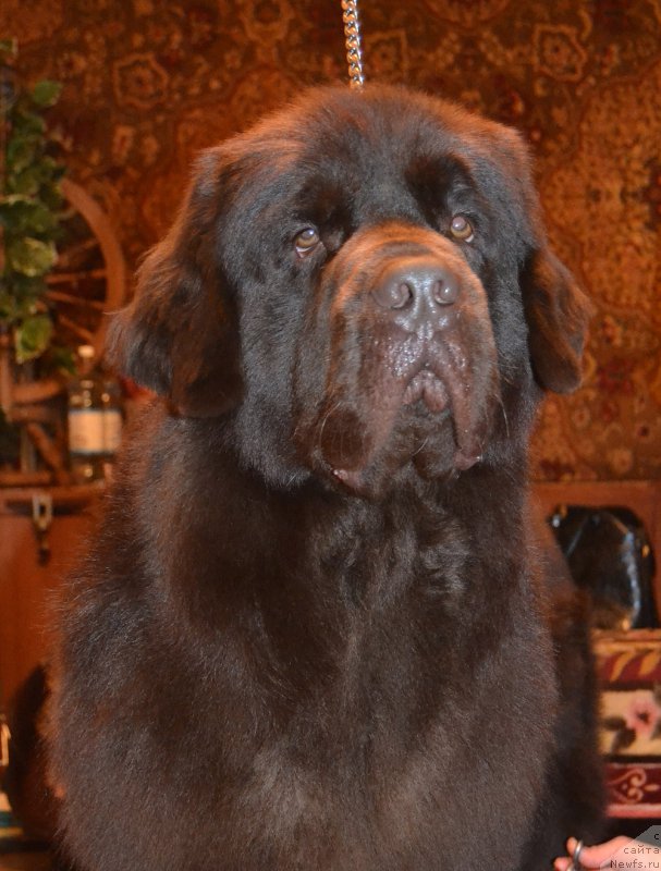 Фото: ньюфаундленд Черный Балу Златогор (Cherniy Balu Zlatogor)