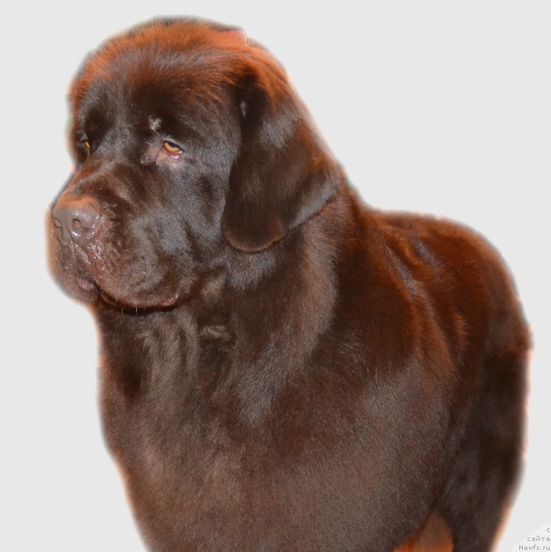 Фото: ньюфаундленд Черный Балу Златогор (Cherniy Balu Zlatogor)