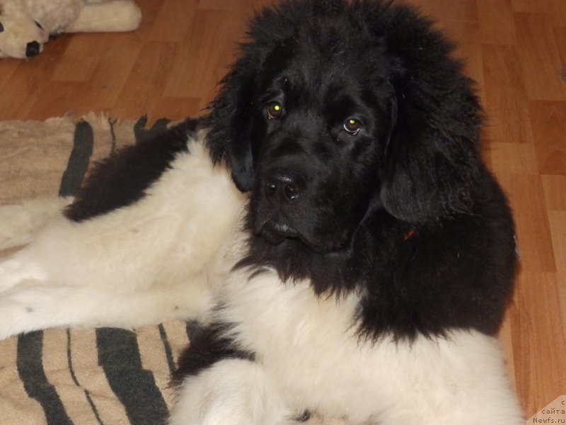 Фотография № 220744