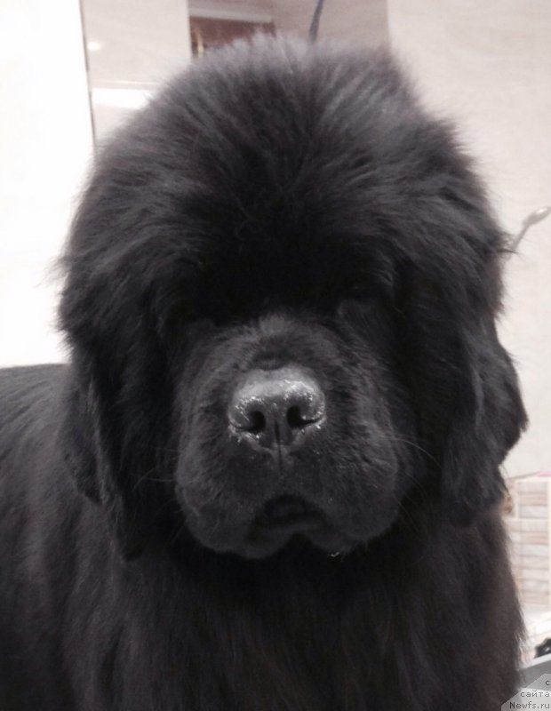 Фото: ньюфаундленд Rebekka Deep Love