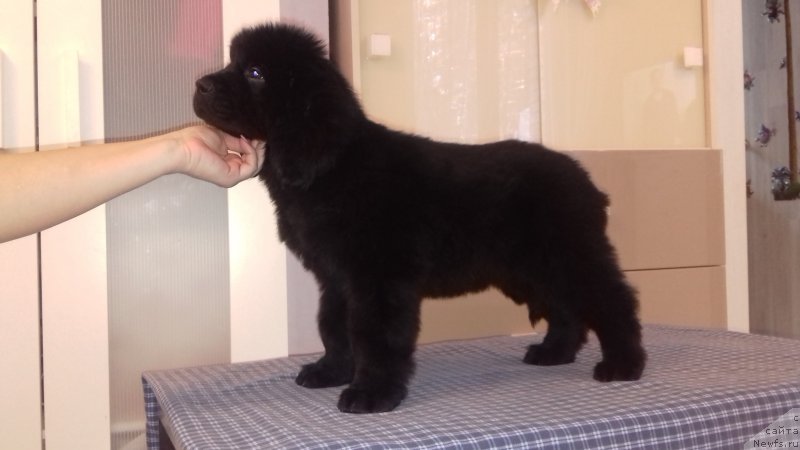 Фотография № 220755