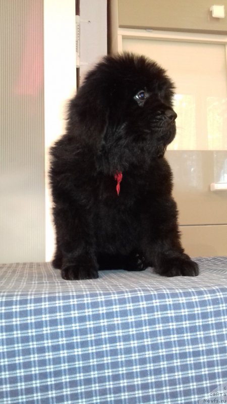 Фото: ньюфаундленд Супер Премиум Шарк Рингс (Super Premium Shark Rings)