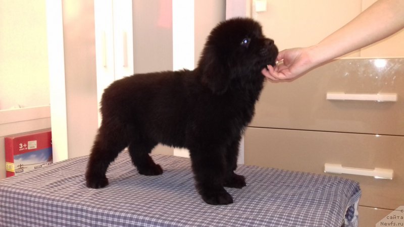 Фото: ньюфаундленд Супер Премиум Шарк Рингс (Super Premium Shark Rings)