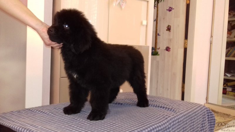 Фотография № 220759