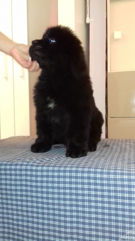 Фотография № 220760