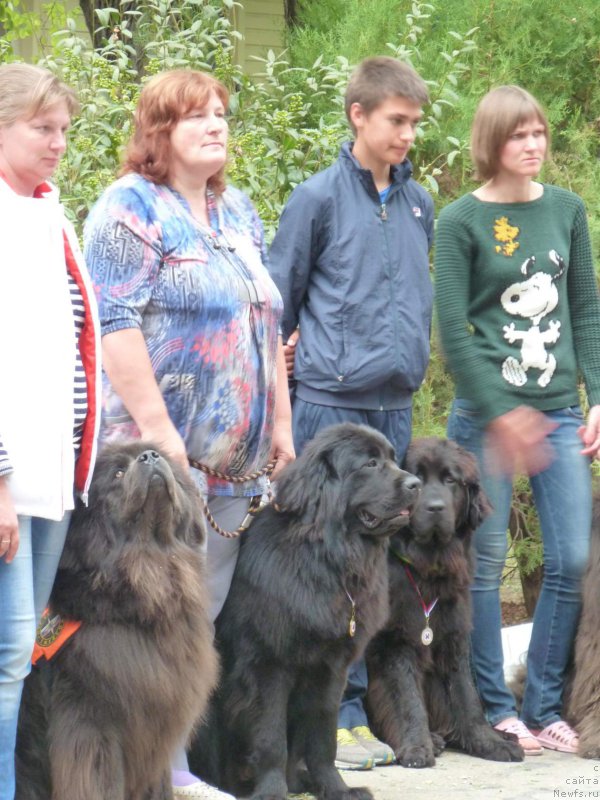 Фото: Собаки: [d11686], ньюфаундленд Dolce Vita Laskovyi Gigant, ньюфаундленд Эхо Москвы с Берега Дона (Eho Moskvy s Berega Dona)