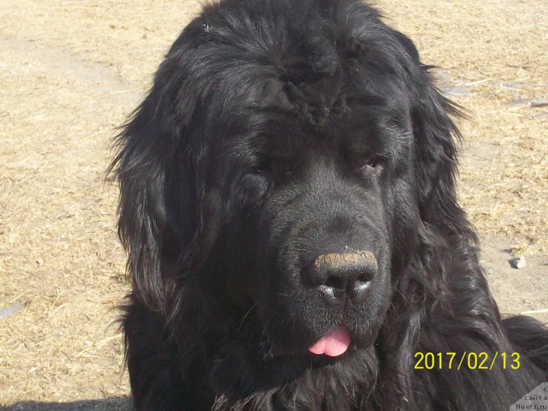 Фото: ньюфаундленд Супер Премиум Немессис