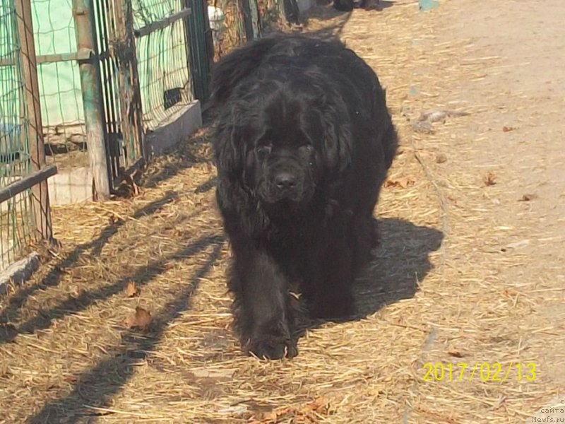 Фото: ньюфаундленд Викториус Смайл