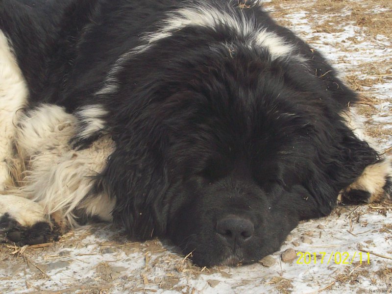 Фото: ньюфаундленд Селин Дион