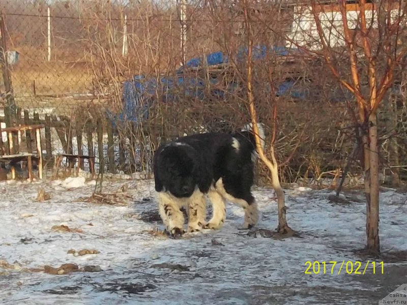 Фото: ньюфаундленд Селин Дион