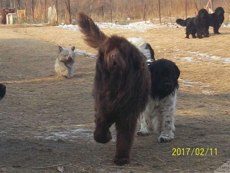 Фото: ньюфаундленд Супер Премиум Литониэль Валланинор (Super Premium Litoniel Vallaninor), ньюфаундленд Ньюфорт Ю'Северино