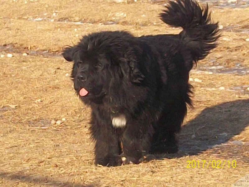 Фото: ньюфаундленд Степан Разин (Stepan Razin)