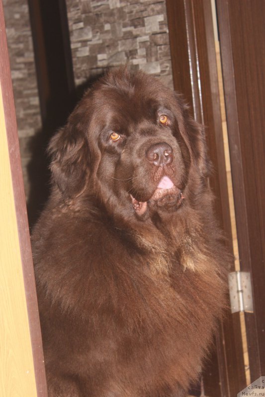 Фото: ньюфаундленд Наоми Таголири фор Браунблад (Naomi Tagoliri for Brouwnblood)