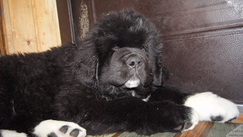 Фото: ньюфаундленд Супер Бизон Татонка