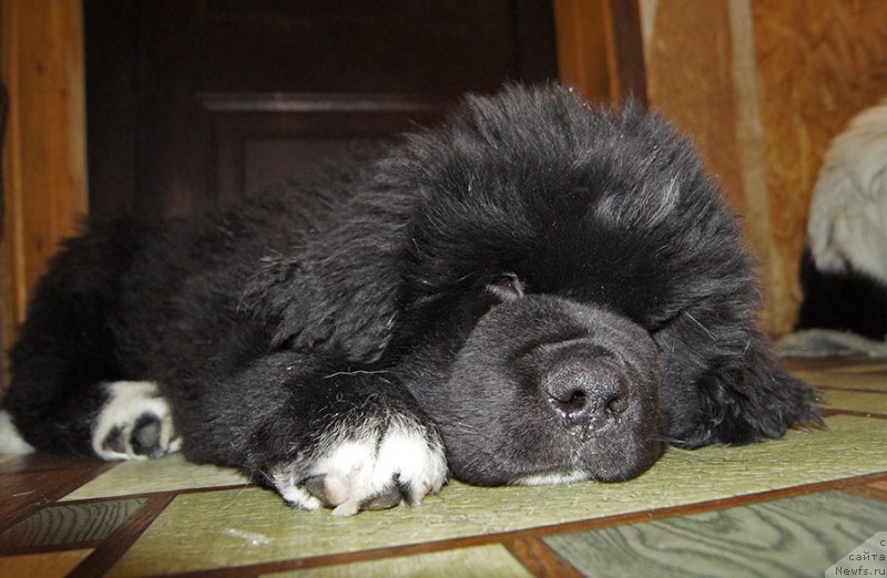 Фотография № 220782