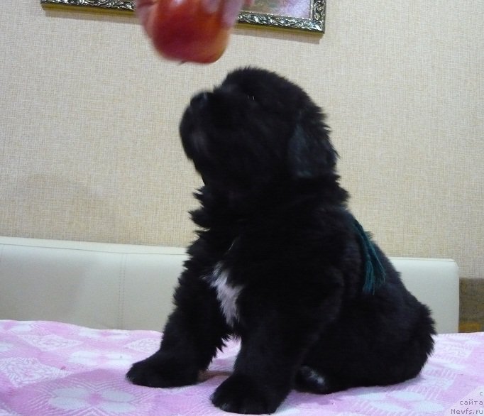 Фото: ньюфаундленд Ньюфорт Царская Дочь