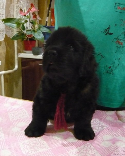 Фото: ньюфаундленд Ньюфорт Царская Дочь