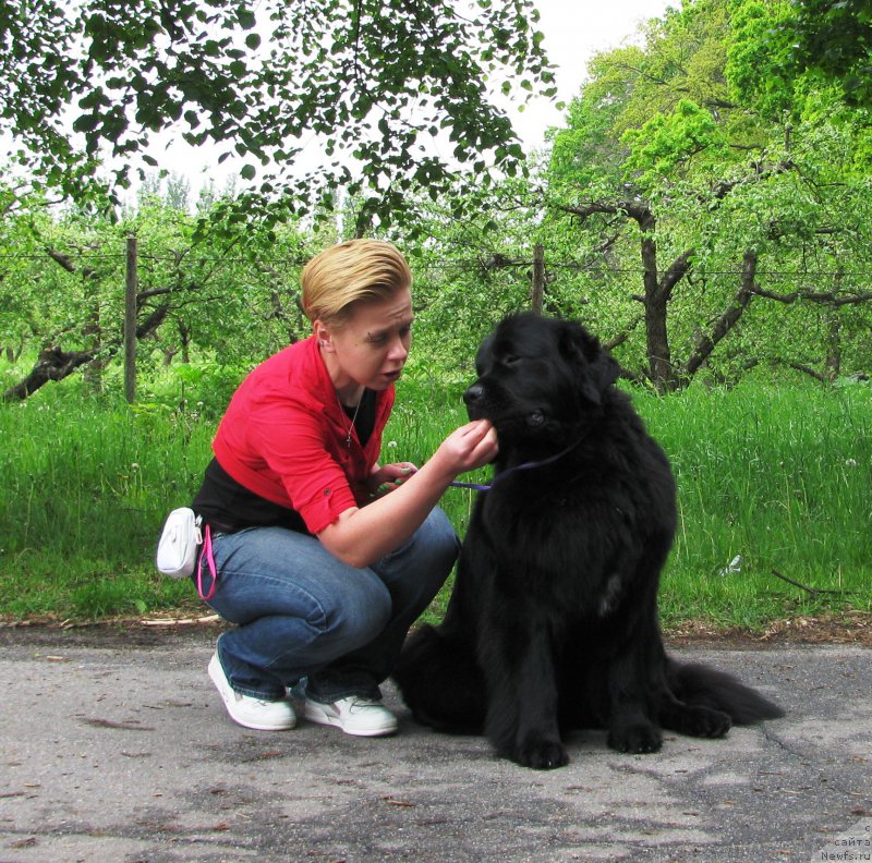 Фото: ньюфаундленд Velyke Malyatko Zhuravka V Nebi