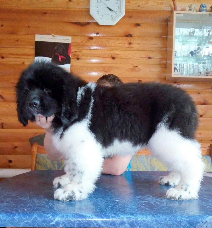 Фото: ньюфаундленд Ровена Вайт Левадо