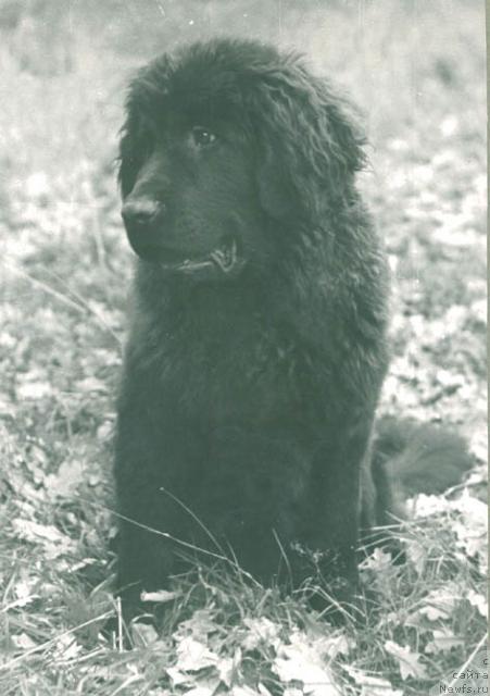 Фото: ньюфаундленд Крош Фан