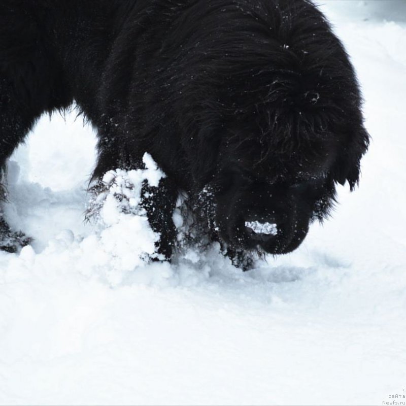 Фото: ньюфаундленд Velyke Malyatko Zhoden Sumniv