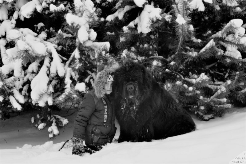 Фото: ньюфаундленд Velyke Malyatko Zhoden Sumniv