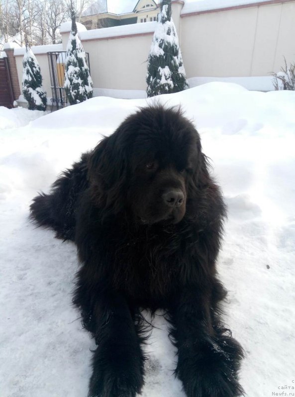 Фото: ньюфаундленд Velyke Malyatko Zhnets' Vitru