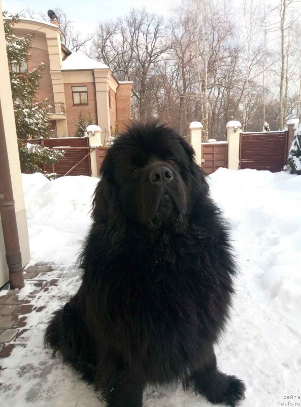 Фото: ньюфаундленд Velyke Malyatko Zhnets' Vitru