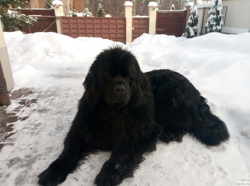 Фото: ньюфаундленд Velyke Malyatko Zhnets' Vitru