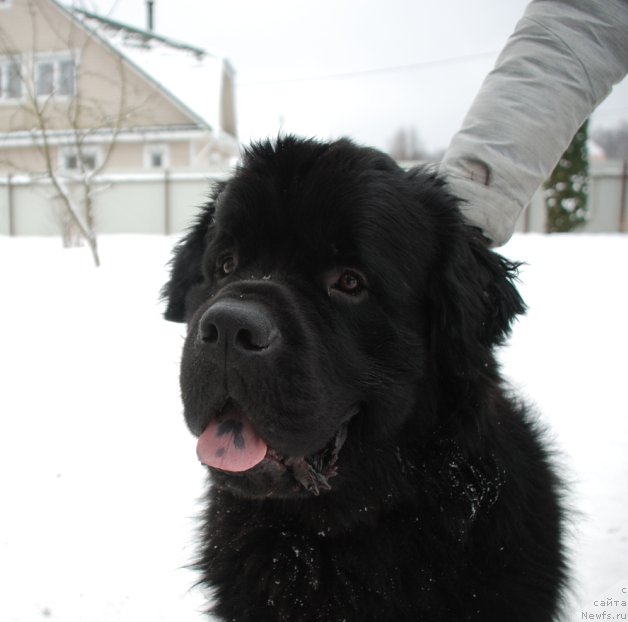 Фото: ньюфаундленд Белкондер-Клаб Бургунди Айс (Belkonder-Club Burgundy Ice)