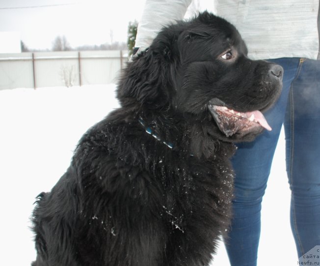 Фото: ньюфаундленд Белкондер-Клаб Бургунди Айс (Belkonder-Club Burgundy Ice)