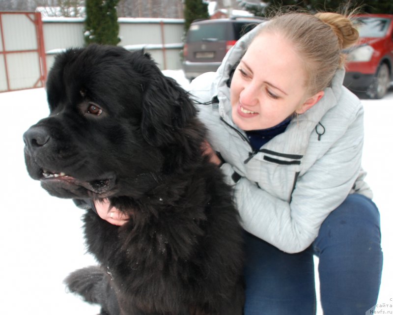Фото: ньюфаундленд Белкондер-Клаб Бургунди Айс (Belkonder-Club Burgundy Ice), Ирина Коноваленко