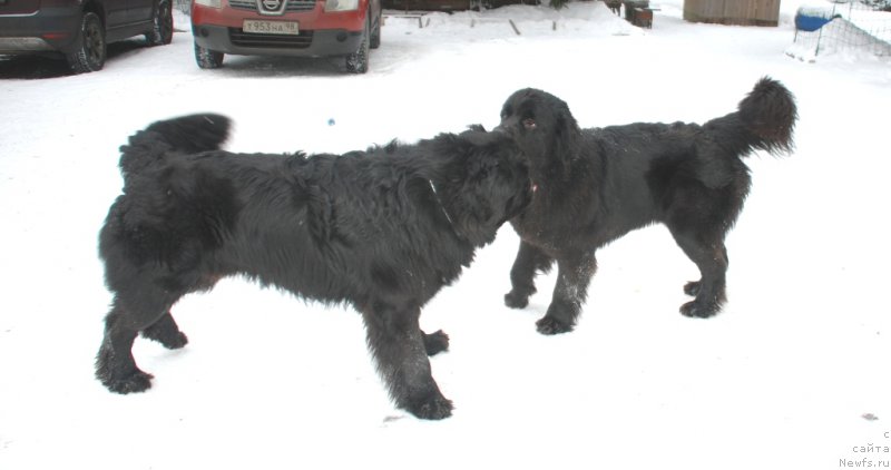 Фото: ньюфаундленд Белкондер-Клаб Бургунди Айс (Belkonder-Club Burgundy Ice), ньюфаундленд Белкондер-Клаб Белла Ренессанс (Belkonder-Club Bella Renaissance)