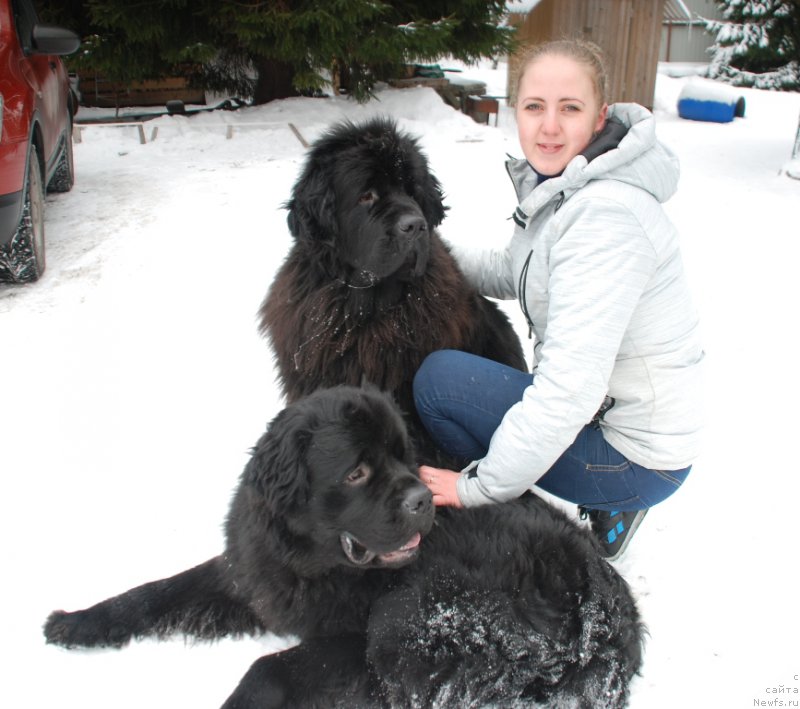 Фото: ньюфаундленд Белкондер-Клаб Бургунди Айс (Belkonder-Club Burgundy Ice), ньюфаундленд Белкондер-Клаб Достучаться До Небес (Belkonder-Club Dostuchat'sya Do Nebes), Ирина Коноваленко