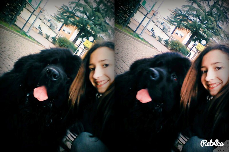 Фото: ньюфаундленд Velyke Malyatko Zhar Kohannya