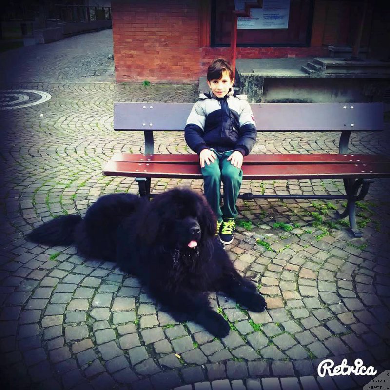 Фото: ньюфаундленд Velyke Malyatko Zhar Kohannya