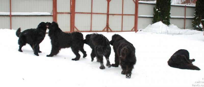 Фото: ньюфаундленд Белкондер-Клаб Бургунди Айс (Belkonder-Club Burgundy Ice), ньюфаундленд Белкондер-Клаб Достучаться До Небес (Belkonder-Club Dostuchat'sya Do Nebes), ньюфаундленд Циннамон БельФра Шармэль из Аркаима (Tsinnamon Bel' Fra Sharmel iz Arkaima), ньюфаундленд Treasure for Belkonder-Club Midnight Bear, ньюфаундленд Белкондер-Клаб Белла Ренессанс (Belkonder-Club Bella Renaissance)