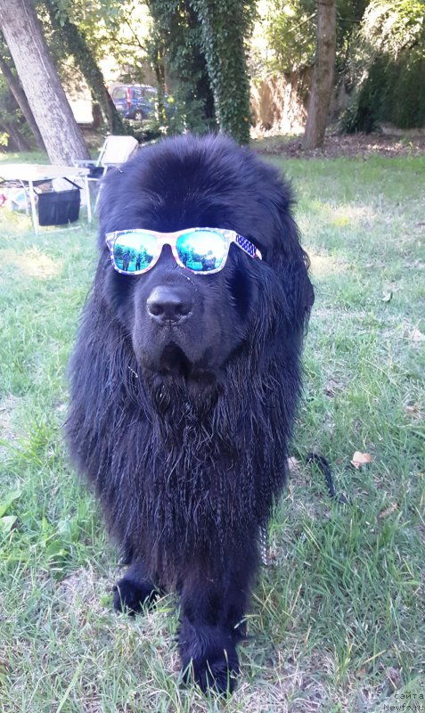 Фото: ньюфаундленд Velyke Malyatko Zhar Kohannya