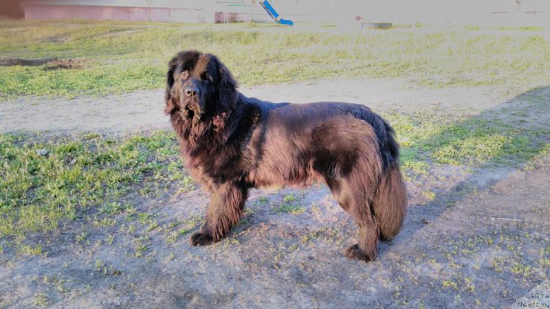 Фото: ньюфаундленд Velyke Malyatko Zharyna Virnosti