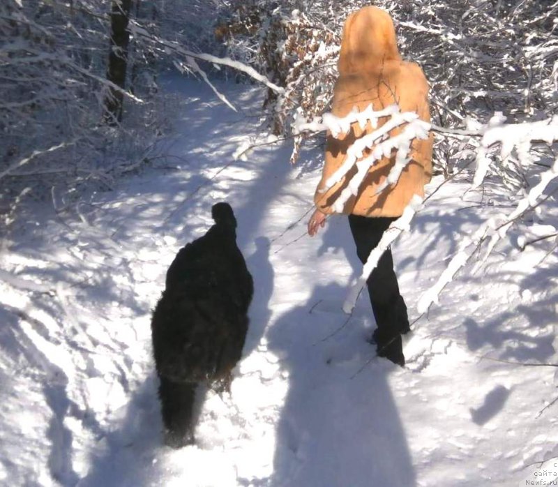 Фото: ньюфаундленд Velyke Malyatko Zhartivnytsya Myla