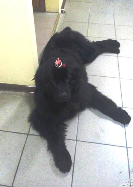 Фото: ньюфаундленд Velyke Malyatko Zhytteva Mudrist'