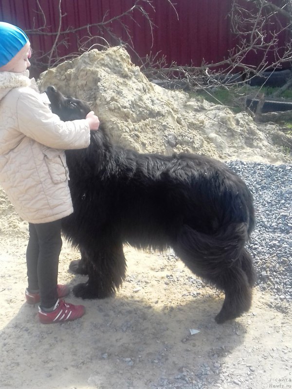 Фото: ньюфаундленд Velyke Malyatko Zhinocha Syla