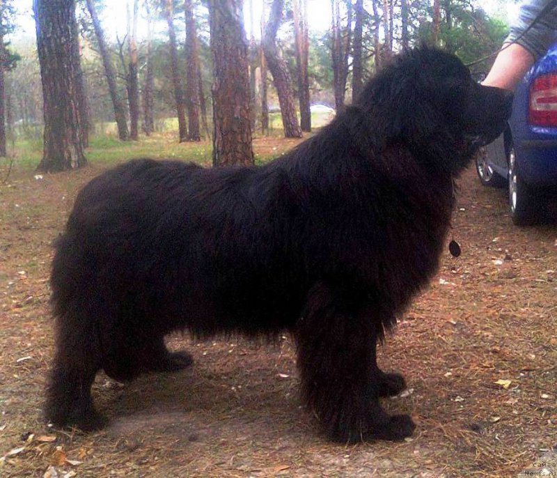 Фото: ньюфаундленд Velyke Malyatko Zhinocha Syla