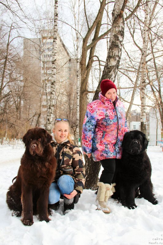 Фото: ньюфаундленд Черный Балу Златогор (Cherniy Balu Zlatogor), ньюфаундленд Zhdanny Syn Vialiki Miadzvedz