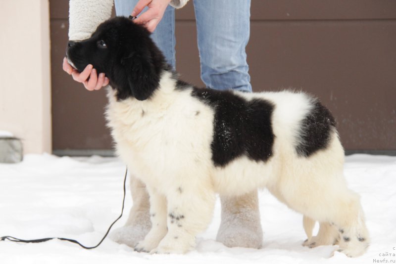 Фото: ньюфаундленд Аквиан Сонг Тиффани