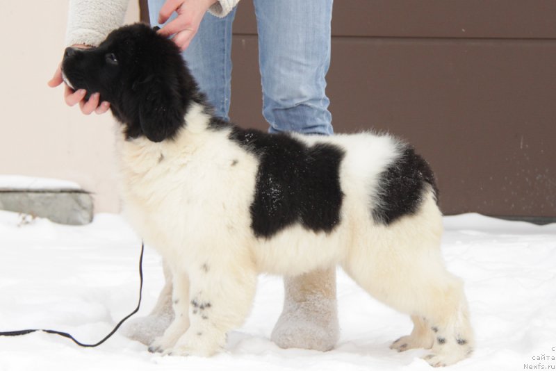 Фото: ньюфаундленд Аквиан Сонг Тиффани